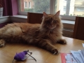 Furry-clients11.JPG