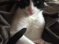 Furry-clients17.jpg