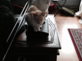 Furryballs-client16.jpg