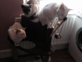 Furryballs-client18.jpg